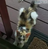 Beautiful long hair calico kitty
