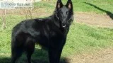 Belgian Shepherd Puppies