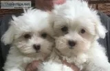 Maltese puppies - 2 FEMALES left