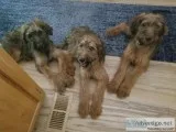 Purebred Briard Puppies