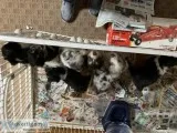 Miniature Aussie Pups