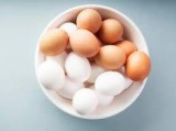 Namakkal Egg Production  Namakkal Egg Suppliers  Dealers