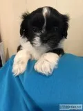 Shih-Tzu M puppy