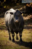 Mature Registered Black Angus Bulls For Sell