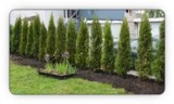 Plant a tree hedge or plant tree