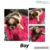 Shih Tzu Puppies