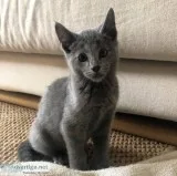 Russian Blue kitten need Re--hominG