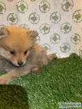 Pomeranian puppies
