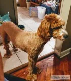 f1 Goldendoodle female