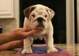 Dog for sale