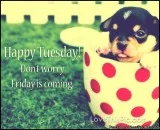 Happy Tueday To You
