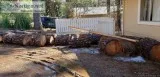 Pine wood