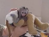 Lovely awesome capuchin monkey for redea