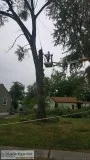 Tree services