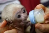 Gentle male and female capuchin monkey