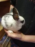 Adorable pure english lop for sale