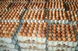 Fertile broiler eggs for sale