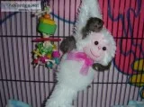 Awesome marmoset and capuchin monkeys av