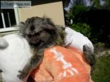 Twin finger baby marmoset monkeys 