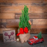 Blue Point Juniper - Holiday Gift Tree