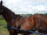 Horse Driving Harness