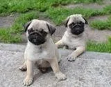 stunning 16 weeks old pug puppies for rehoming