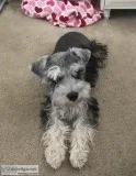 Miniature Schnauzer 5mos blackgreywhite