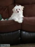 Chinese crested Powderpuff Male