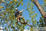 Tree Care and Maintenance  Northern Beaches Tree and Garden
