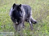 Wolf Dog Pups (High Percent)