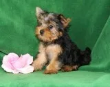 spunky and full of life Yorkshire Terrier Puppiess