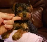 both absolutely beautiful Yorkshire Terrier Puppies