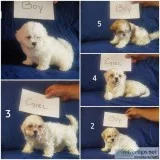 Zuchon Puppies for Sale