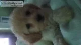 Mini Female Golden Doodle