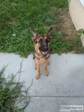 German Shepard puppy