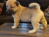 Absolute cute and healthy pure breed Shiba Inu puppies