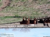 Akaushi 50% X breed heifers