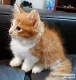 Cutties Munchkin Kittens
