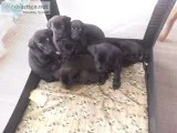 6 lab puppies ready for forever homes