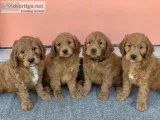 Red Mini F1 Goldendoodle Puppies