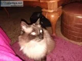 Sweet older lap cat in need of home