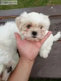 Shih tzu puppies