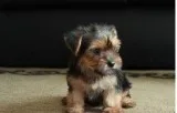 ACA registered male Yorkie puppy
