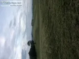 Professional bush hogging and lawn care