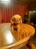 Miniature Dachshund Puppy s