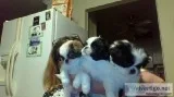 Puppies