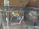 Macaw