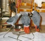 MDXG African grey Friendly MF parrots