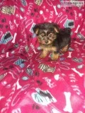 2 male Yorkie puppies