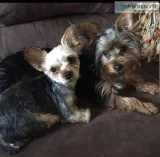 MISSING Teacup Yorkies